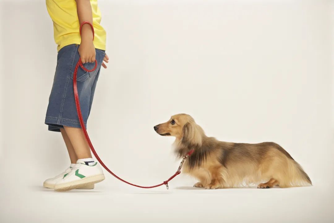 明确了!新修订的动物防疫法规定:携犬只出户应系犬绳-微信头条网 明确了!新修订的动物防疫法规定:携犬只出户应系犬绳