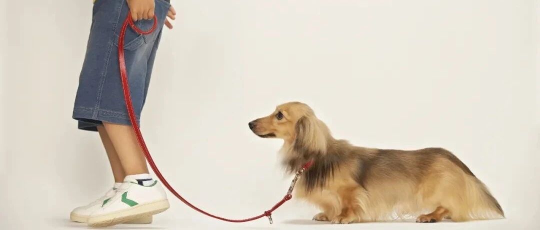 明确了！新修订的动物防疫法规定：携犬只出户应系犬绳