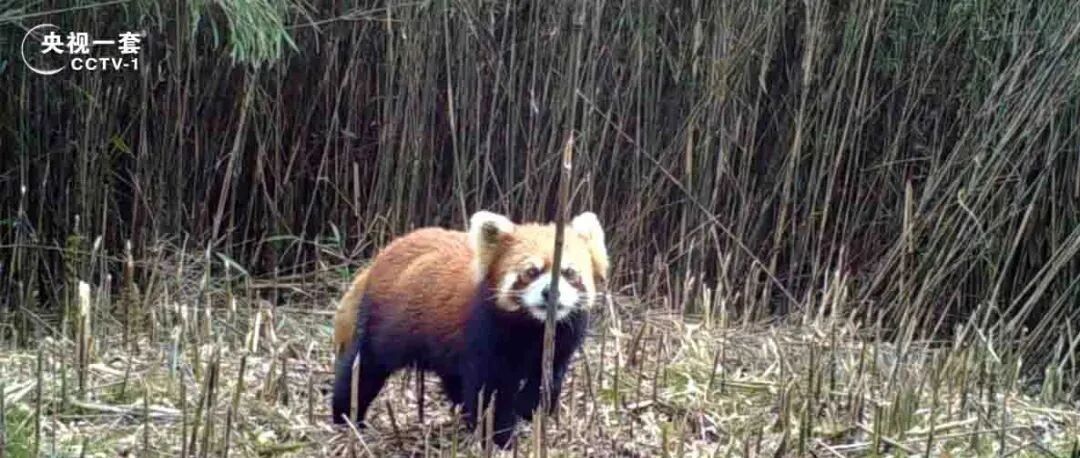 既萌又凶？可以盯着这些小动物看一整天
