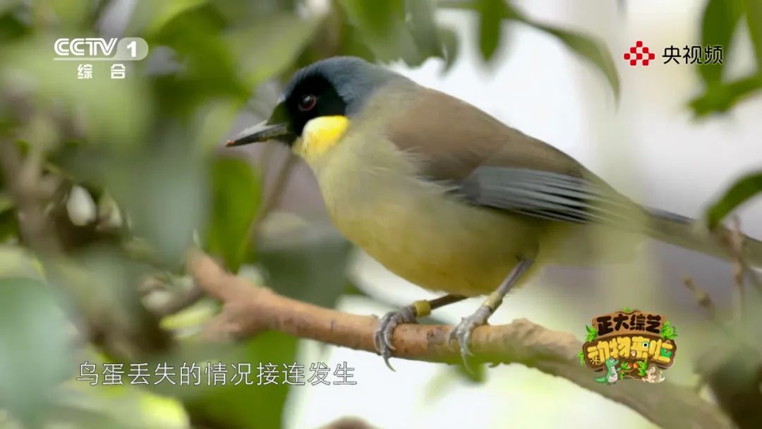 今天18:00檔，《正大綜藝·動物來啦》帶您走近動物管理員，感受他們的神奇技能 寵物 第14張