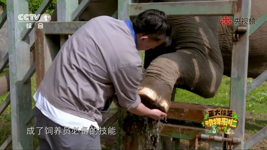 今天18:00檔，《正大綜藝·動物來啦》帶您走近動物管理員，感受他們的神奇技能 寵物 第4張