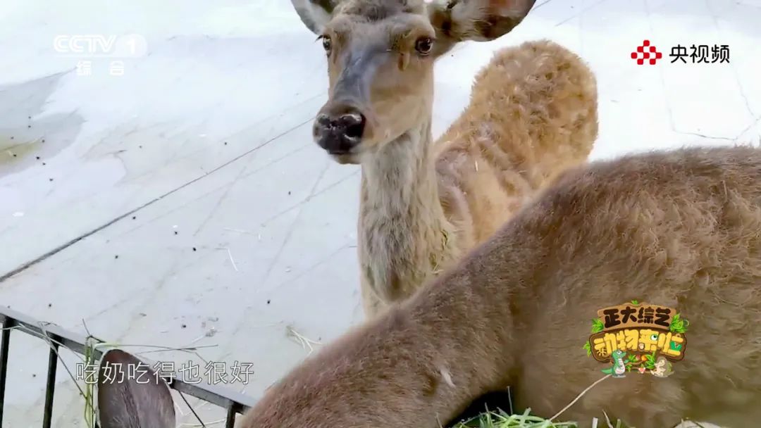 今天18:00檔，《正大綜藝·動物來啦》帶您走近動物管理員，感受他們的神奇技能 寵物 第18張