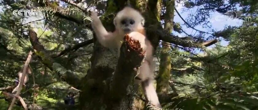 猫、狗嗅觉大比拼，结果超出你的预料！