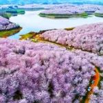 徒步旅行 | 贵州平坝，万亩樱花一起来赏！（3月19-21号，三天）