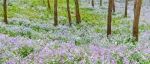 徒步旅行 | 一场浪漫的紫色春天，葛仙山花海！（3月22号、26号，两期）