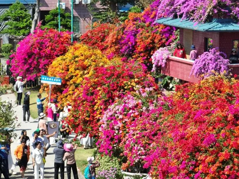 图为陈村花卉世界风光，赏心悦目。陈村镇宣教办 供图
