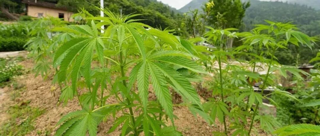 文章封面