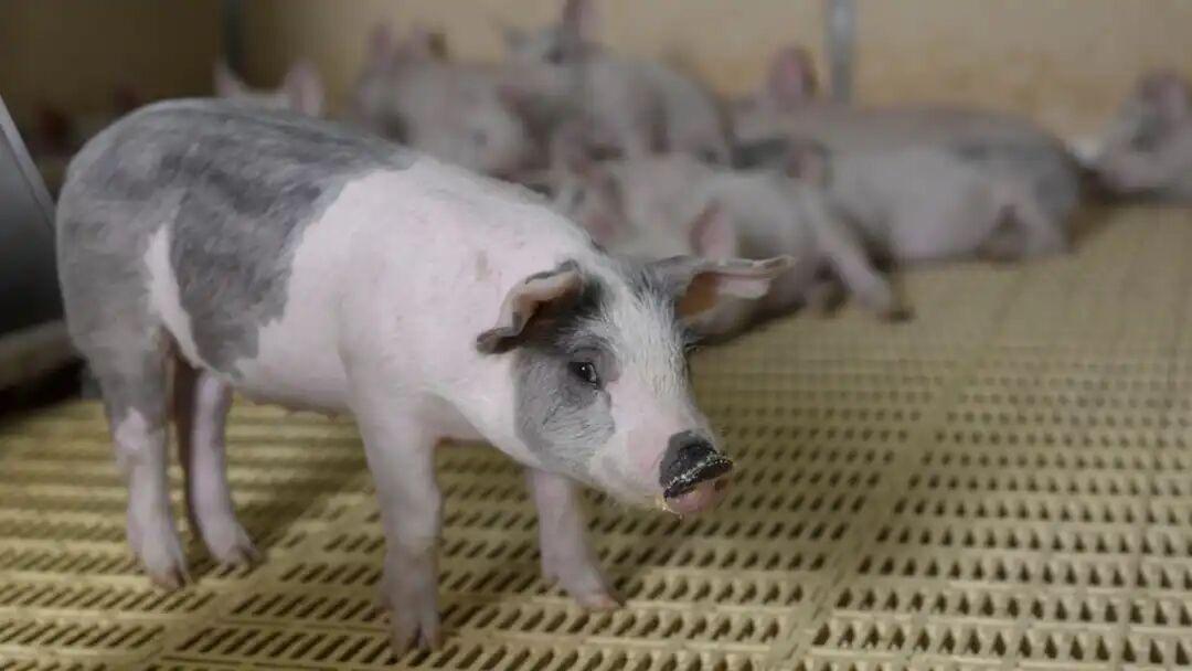Pigs standing on a floor