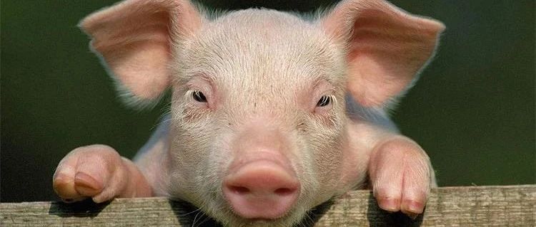 寒冬下防疫任务艰巨，如何做好猪场消毒？专家们这样说……
