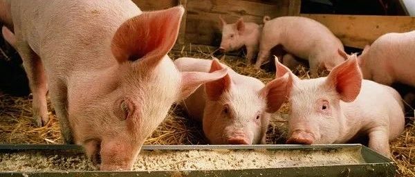 2022年养猪恐比今年更难！散养户需要做好“三个准备”