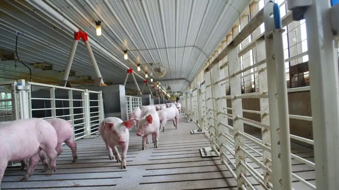 Group of pigs in a pen
