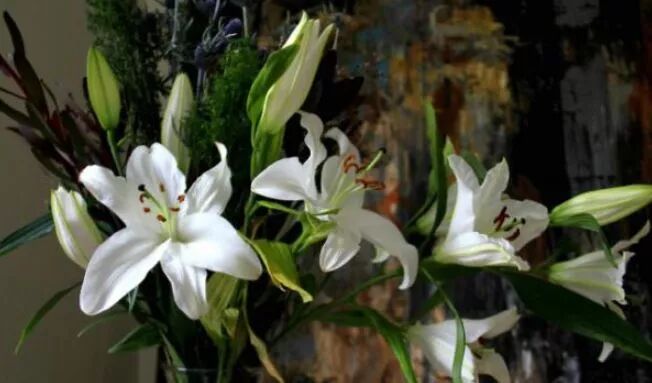盆栽香水百合花 应该这样养 枝繁叶茂 开花又香又美 生活知识经典大全 微信公众号文章阅读 Wemp