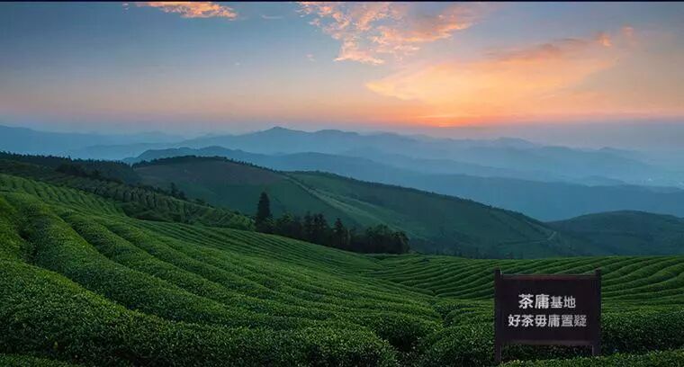 红茶的鼻祖竟然是它！你知道吗？