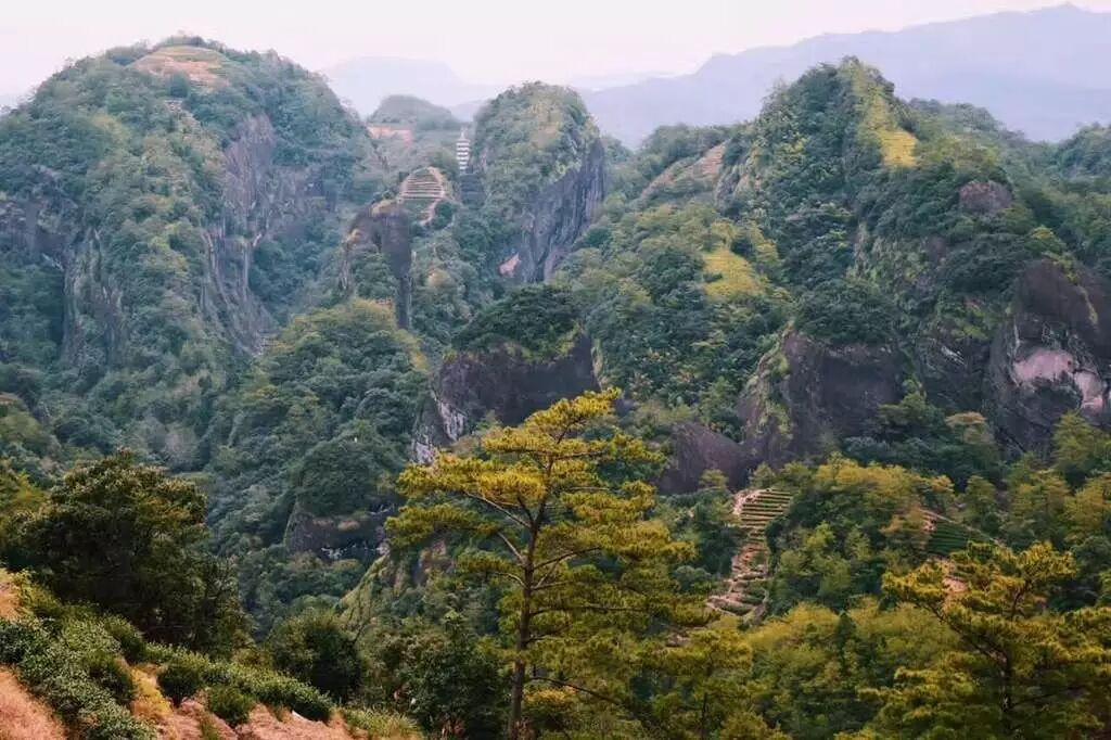 天心村作为武夷山的"岩茶世家"之一,举办斗茶节已有多年历史,都说八百