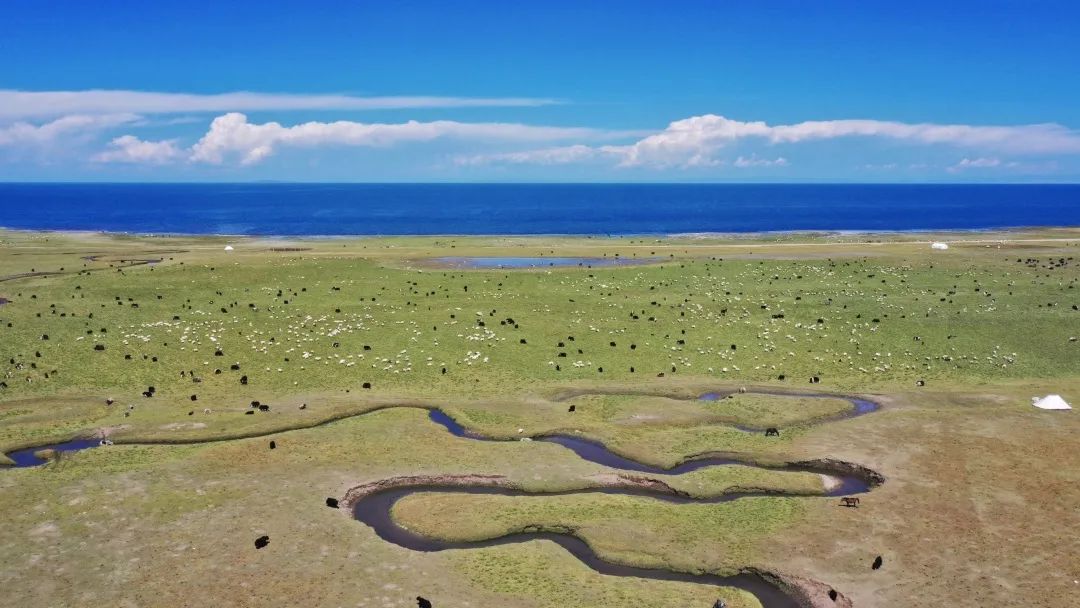 青海小環線｜全是美到心碎的色彩溫柔交疊 旅遊 第19張