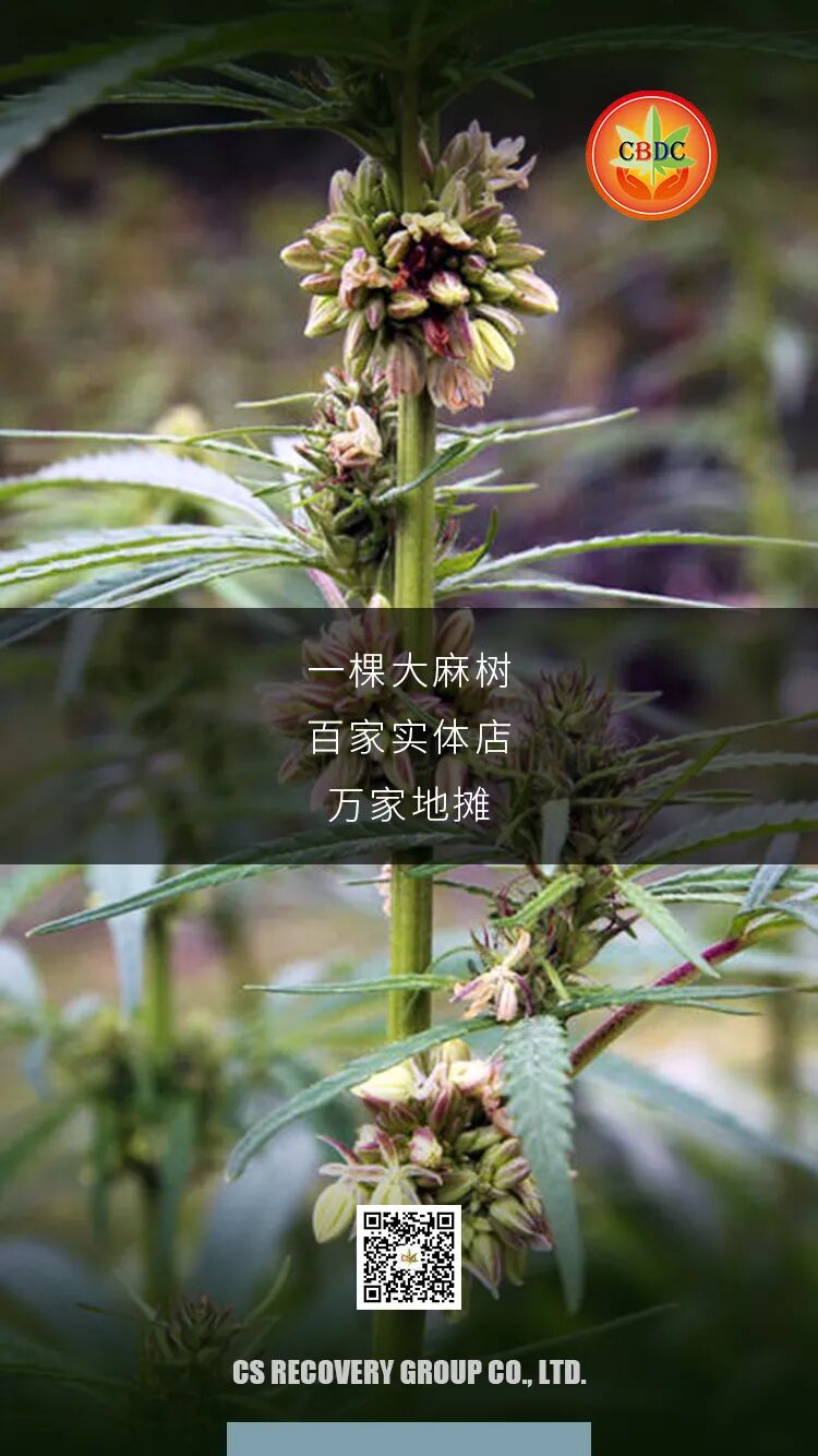 视频 上帝之草医药大麻种植基地 818揭牌仪式 Cs健康产业 微信公众号文章阅读 Wemp