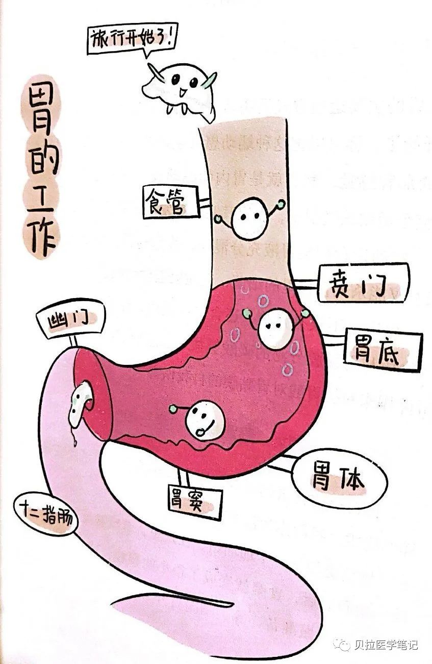 #科普阅读分享79#胃的功能