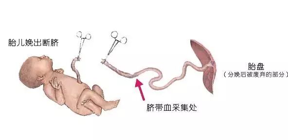 脐带和胎盘对于孩子来说,是成长当中的必备品,但是当孩子分娩出母体
