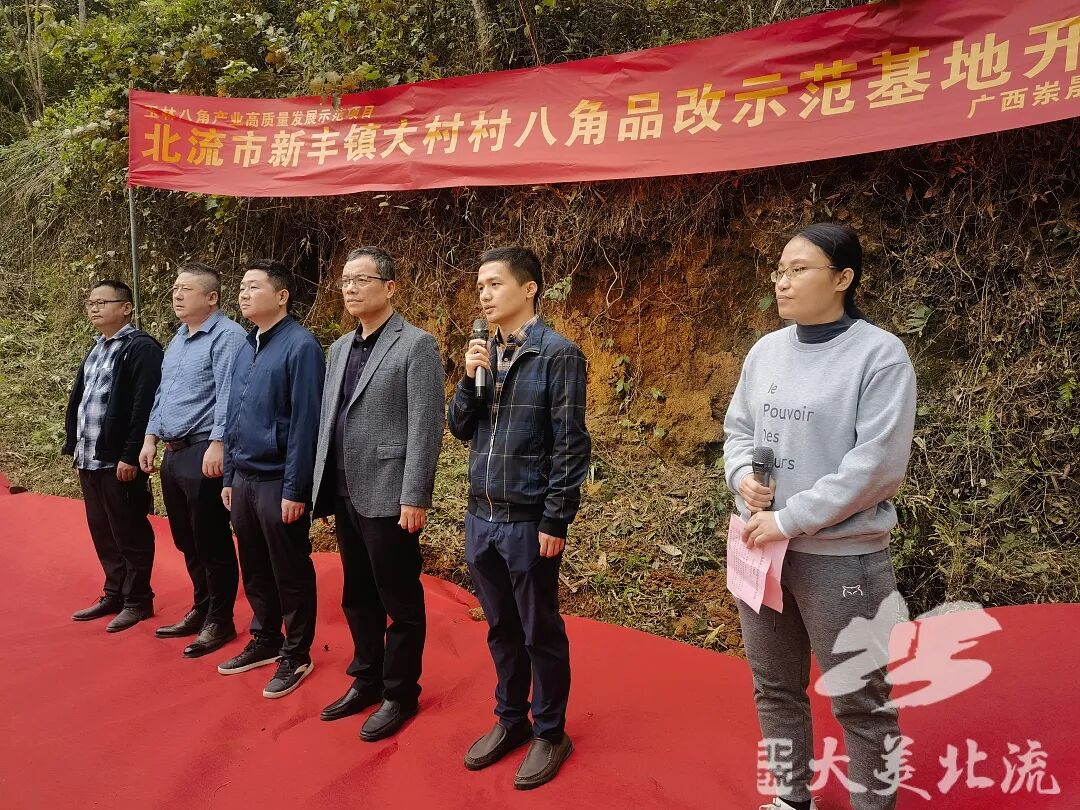 新丰镇建设八角品改示范基地带动群众增收致富