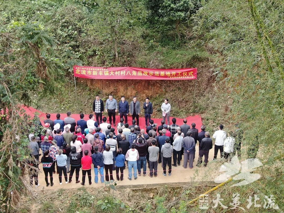 建设八角品改示范基地,带动群众增收致富 - 乡镇动态 - 广西玉林北流