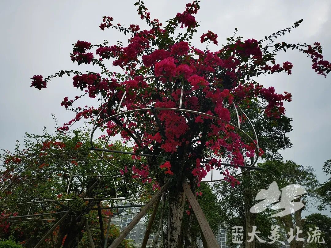 北流四月花开盛艳为城市添彩