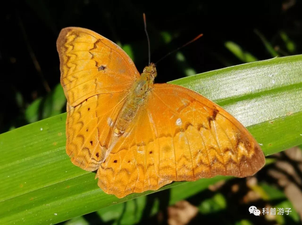 蝴蝶标本的制作方法_蝴蝶标本制作方法步骤图_蝴蝶标本制作方法叫什么