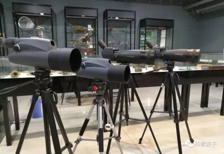 蝴蝶标本的制作方法_蝴蝶标本制作方法叫什么_蝴蝶标本制作方法步骤图