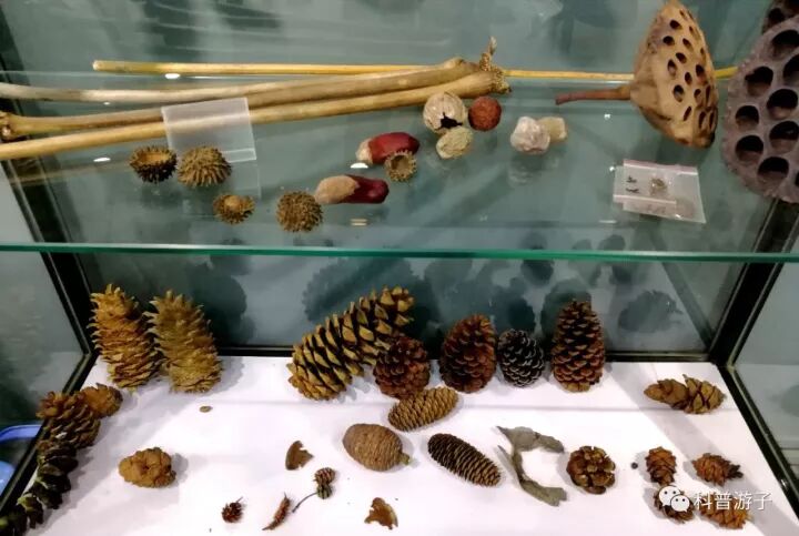 蝴蝶标本制作方法叫什么_蝴蝶标本的制作方法_蝴蝶标本制作方法步骤图