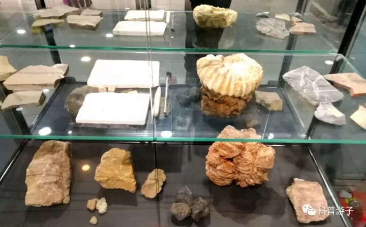 蝴蝶标本制作方法步骤图_蝴蝶标本的制作方法_蝴蝶标本制作方法叫什么