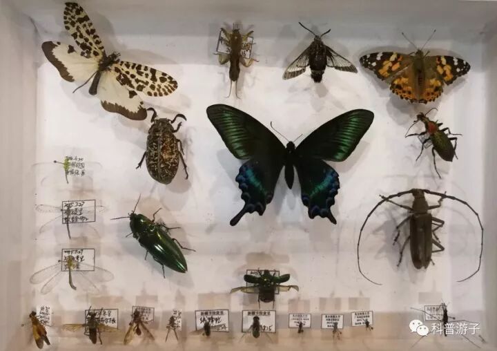 蝴蝶标本制作方法步骤图_蝴蝶标本的制作方法_蝴蝶标本制作方法叫什么