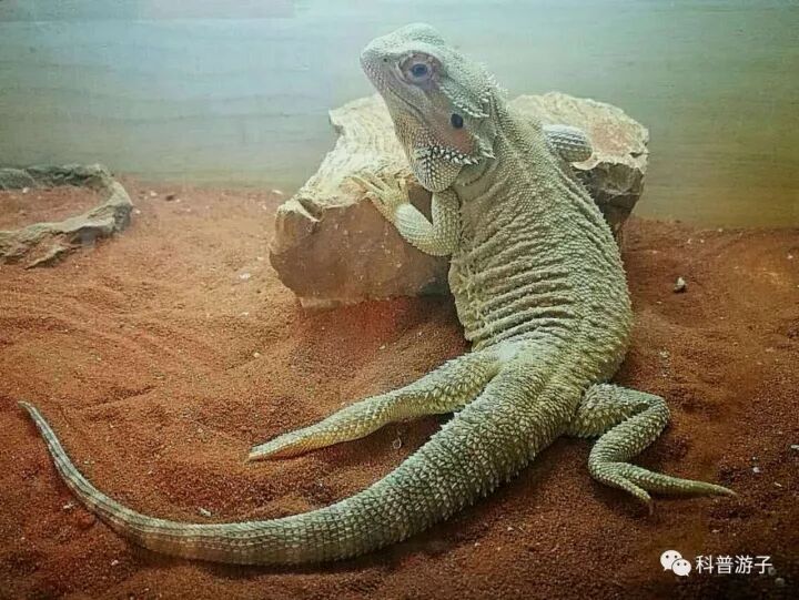 蝴蝶标本制作方法步骤图_蝴蝶标本的制作方法_蝴蝶标本制作方法叫什么