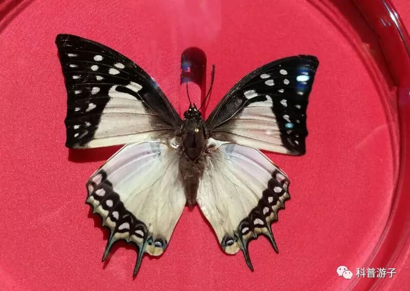 蝴蝶标本的制作方法_蝴蝶标本制作方法叫什么_蝴蝶标本制作方法步骤图