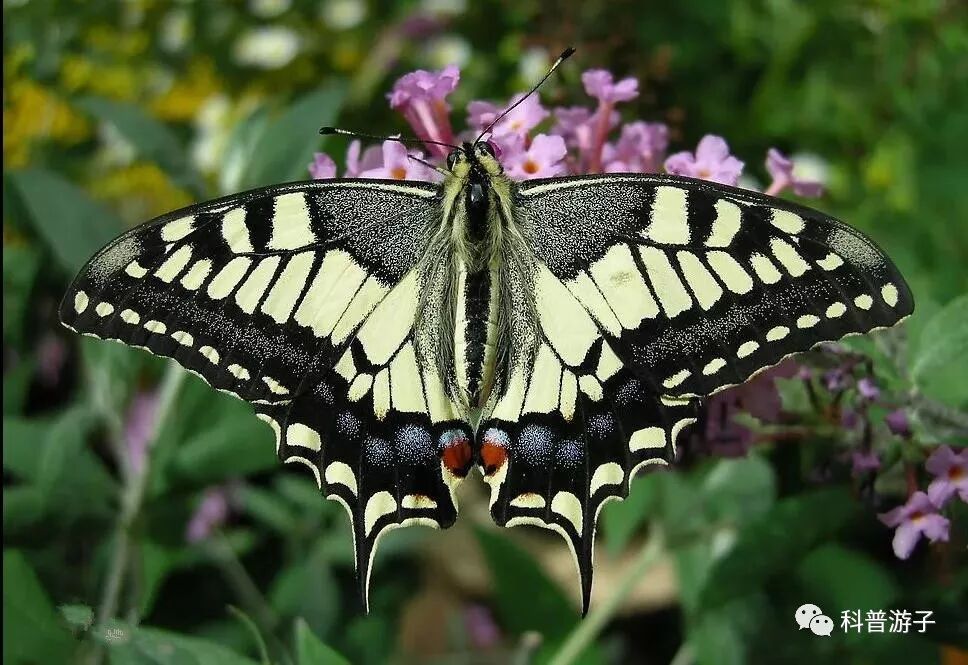 蝴蝶标本制作方法叫什么_蝴蝶标本制作方法步骤图_蝴蝶标本的制作方法