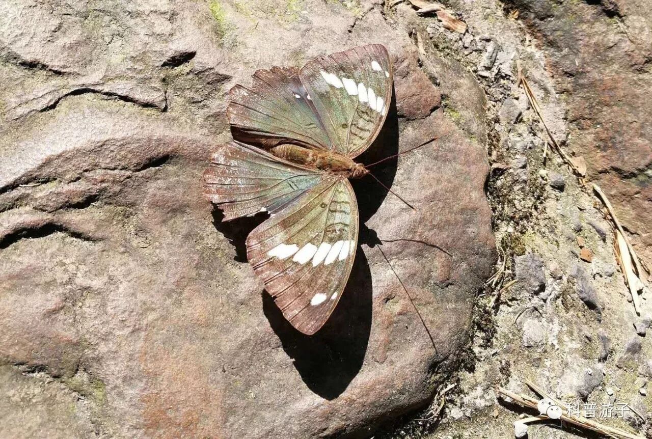 蝴蝶标本制作方法叫什么_蝴蝶标本制作方法步骤图_蝴蝶标本的制作方法