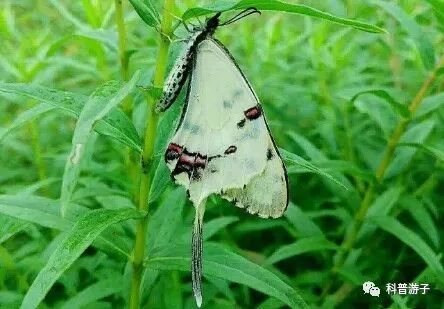 蝴蝶标本制作方法叫什么_蝴蝶标本制作方法步骤图_蝴蝶标本的制作方法