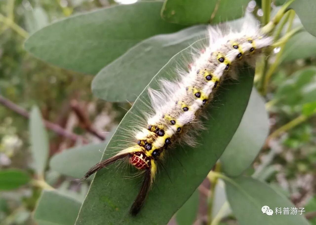 蝴蝶标本制作方法步骤图_蝴蝶标本制作方法叫什么_蝴蝶标本的制作方法