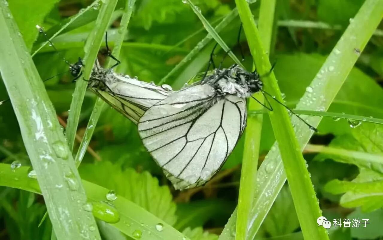 蝴蝶标本制作方法步骤图_蝴蝶标本制作方法叫什么_蝴蝶标本的制作方法