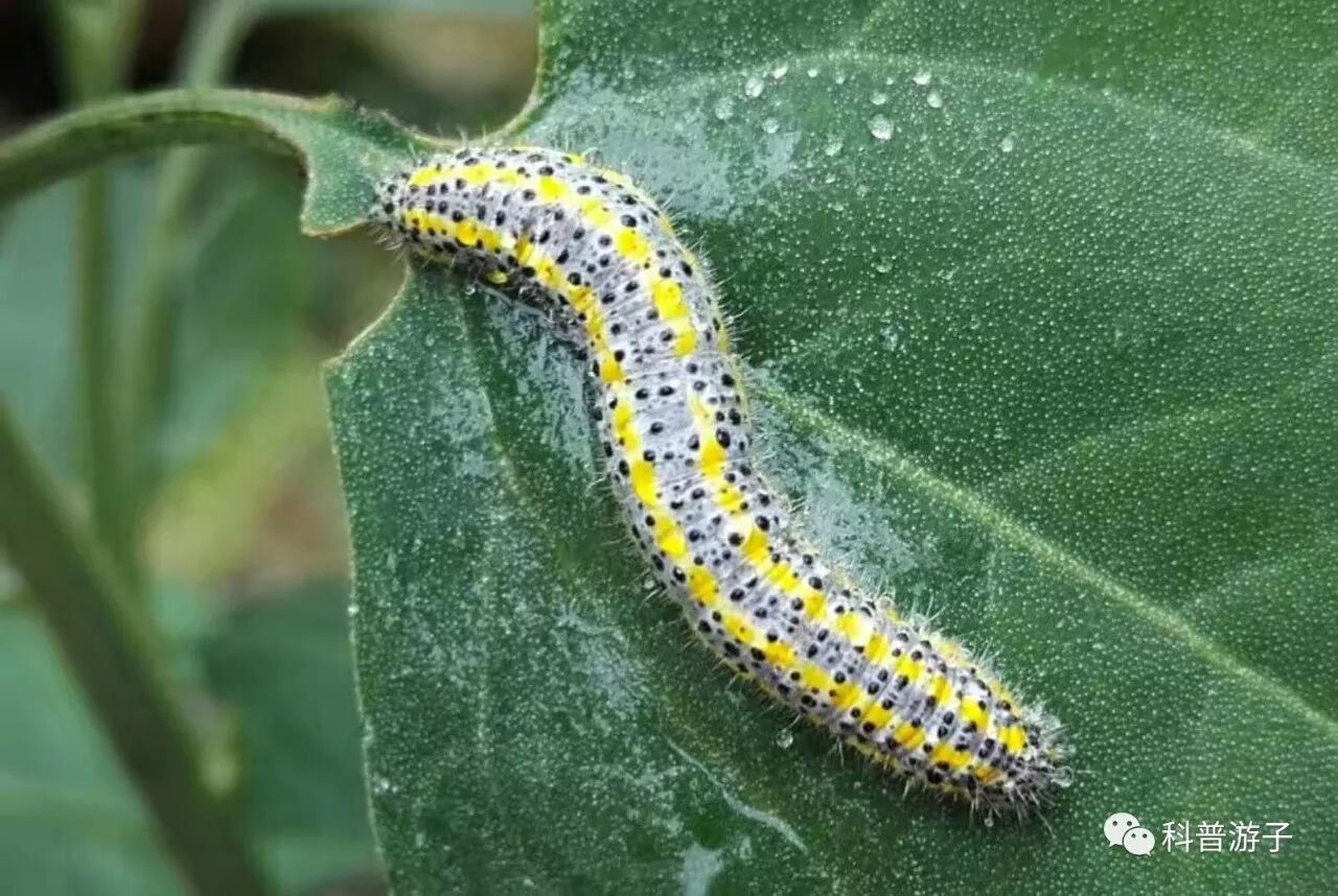蝴蝶标本制作方法叫什么_蝴蝶标本的制作方法_蝴蝶标本制作方法步骤图