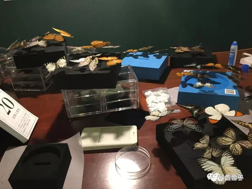 蝴蝶标本制作方法叫什么_蝴蝶标本制作方法步骤图_蝴蝶标本的制作方法