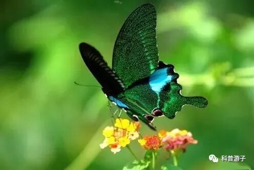 蝴蝶标本制作方法步骤图_蝴蝶标本制作方法叫什么_蝴蝶标本的制作方法