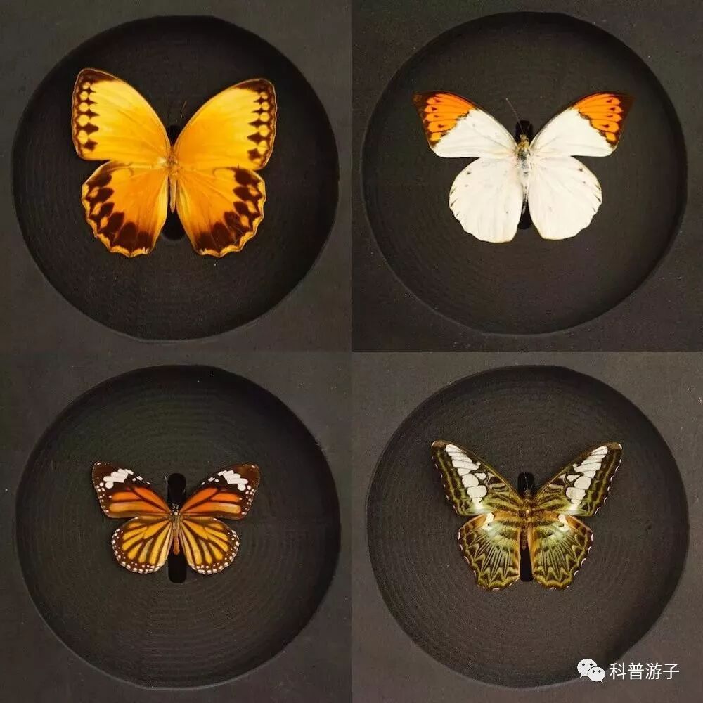 蝴蝶标本制作方法叫什么_蝴蝶标本的制作方法_蝴蝶标本制作方法步骤图
