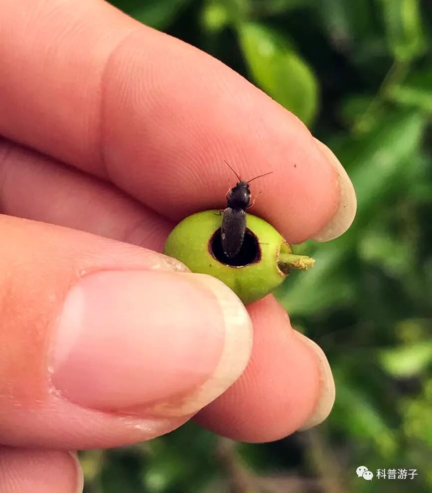 寻找 昆虫记 里有趣的虫子 昆虫主题活动来袭 科普游子 微信公众号文章阅读 Wemp
