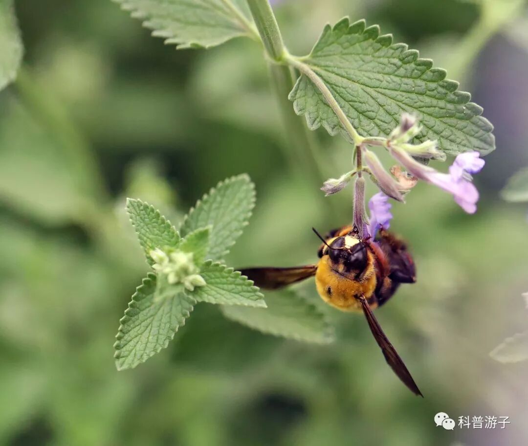 寻找 昆虫记 里有趣的虫子 昆虫主题活动来袭 科普游子 微信公众号文章阅读 Wemp