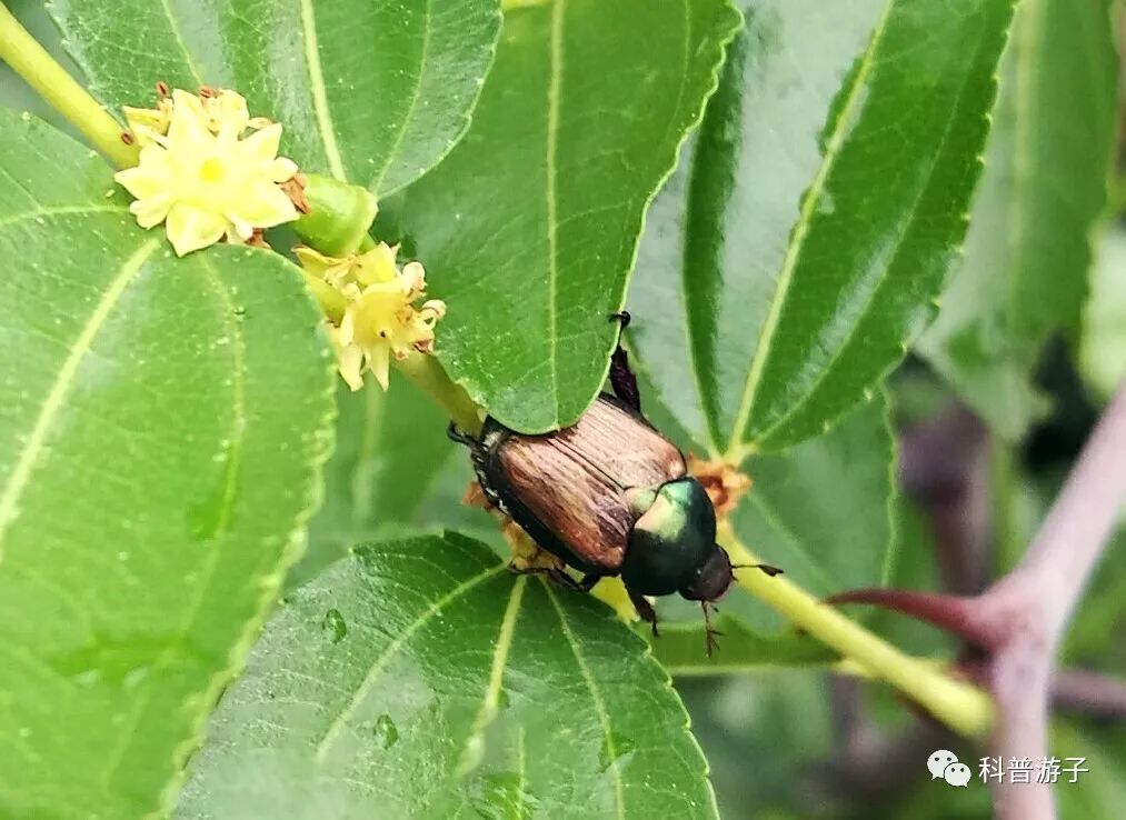 寻找 昆虫记 里有趣的虫子 昆虫主题活动来袭 科普游子 微信公众号文章阅读 Wemp