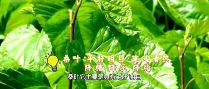 它被称为“神仙叶”，老中医吃了十年！三高降了，肝脏、眼睛越来越好！很多人家里都种过