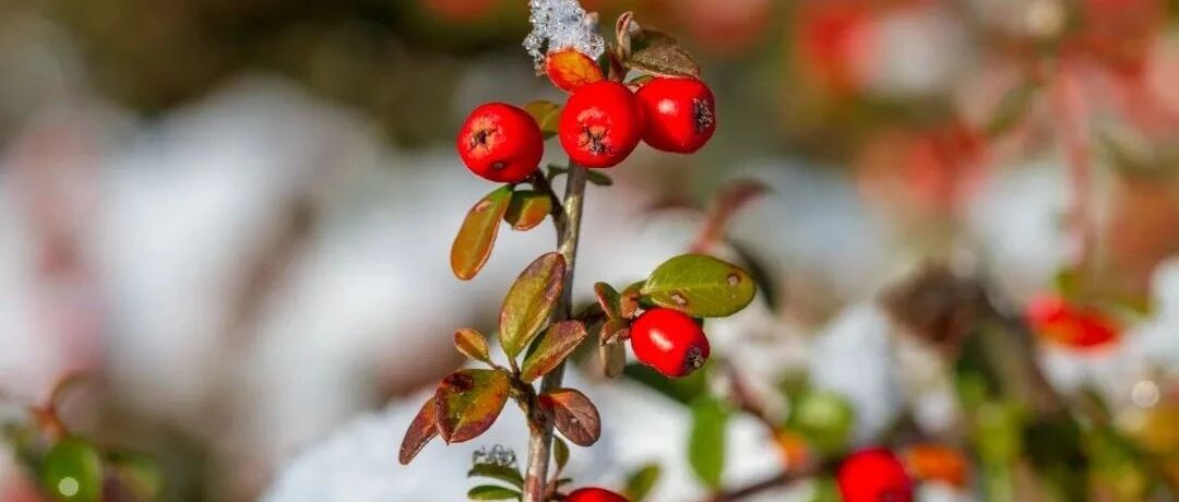 它是“果中玛瑙”：降三高，消积食，还能预防骨质疏松！一定要用对