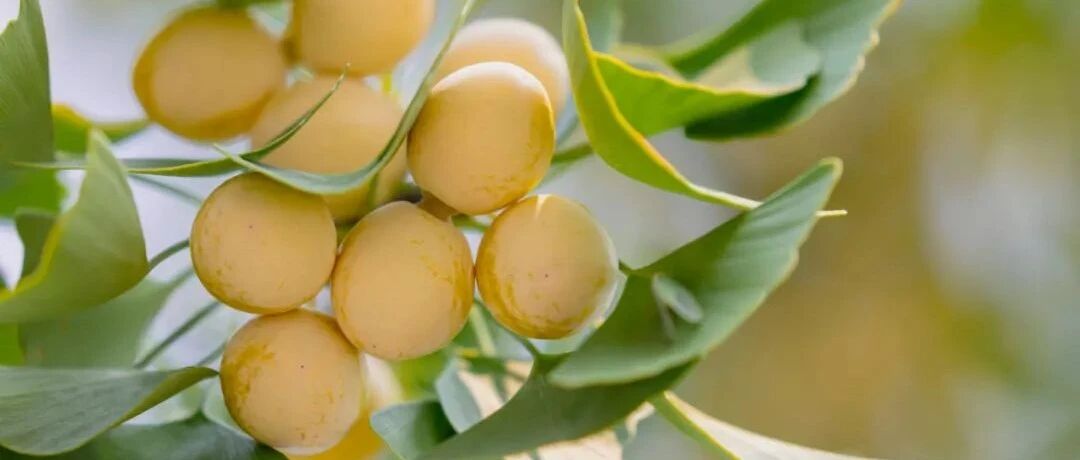 这种果子吃错丧命，吃对护脑！这些保命要点必须知道~