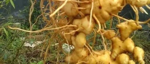 一味中药，上养肺 中养脾 下养肾 太厉害了，你一定要知道！