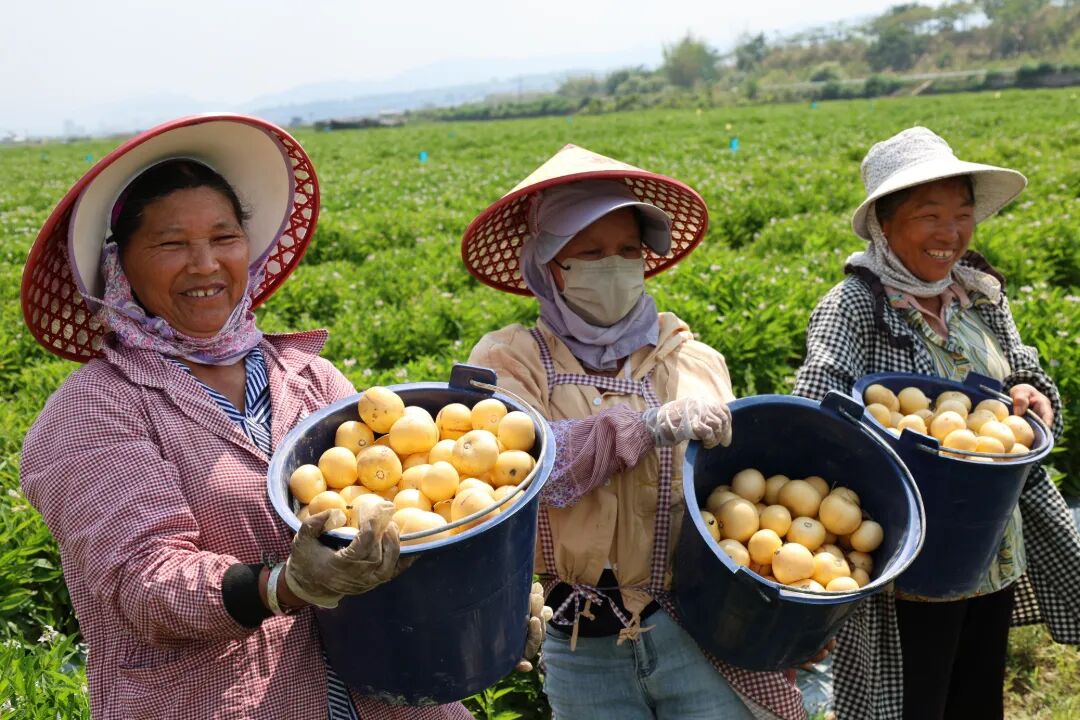 千蚌村人参果获丰收2026年4月21日摄 .JPG
