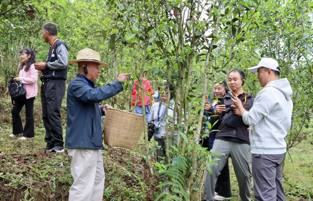 代表团在凤庆县大友普洱茶庄园体验采茶.jpg